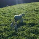 Mt Cass Wiltshire sheep for sale in North Canterbury, New Zealand