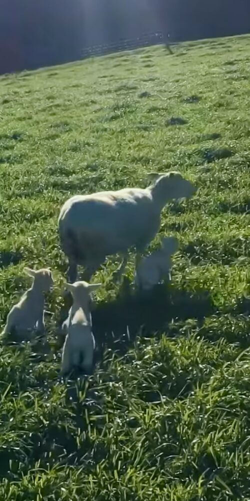 Mt Cass Wiltshire sheep for sale in North Canterbury, New Zealand
