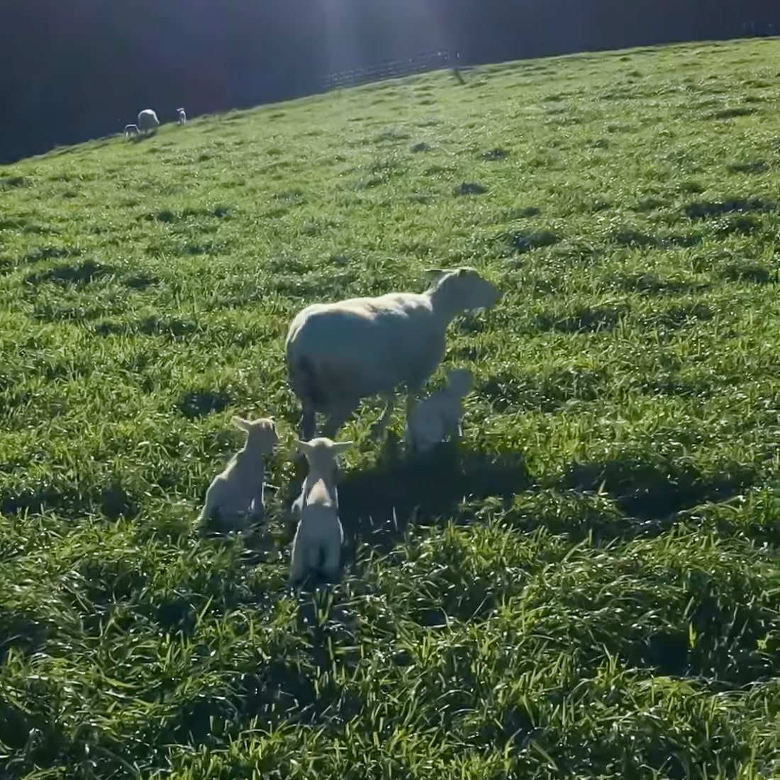 Two tooth ewe rearing a set of triplets