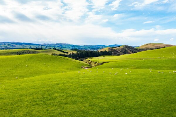 Mt Cass located in Waipara, selling Wiltshire Sheep in Canterbury