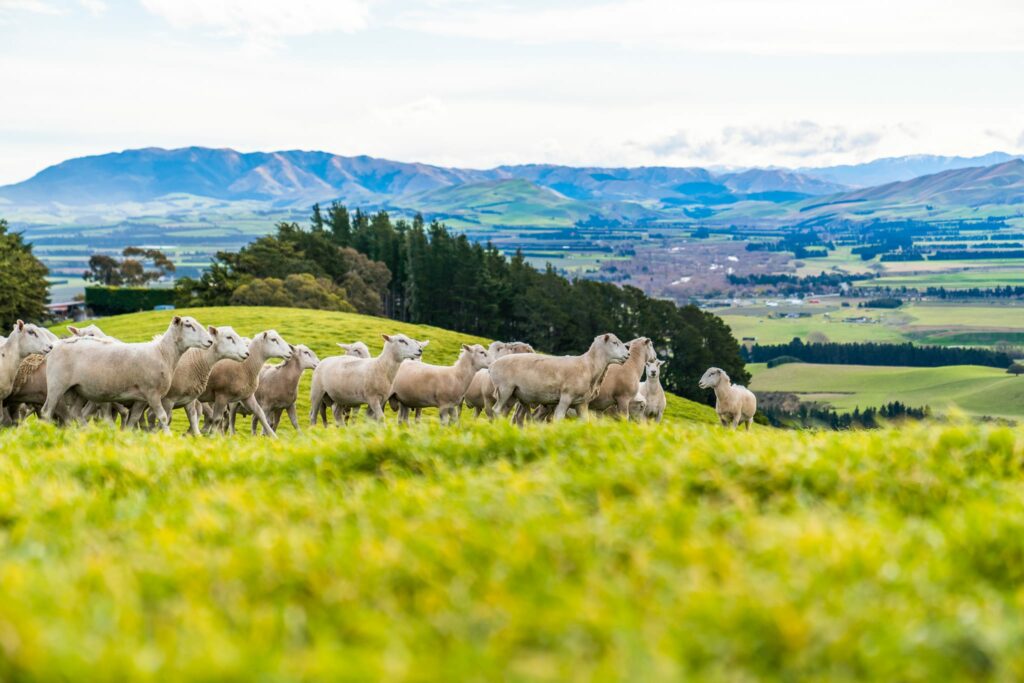 Mt Cass located in Waipara, selling Wiltshire Sheep in Canterbury