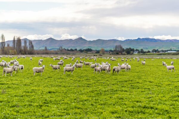 Mt Cass located in Waipara, selling Wiltshire Sheep in Canterbury