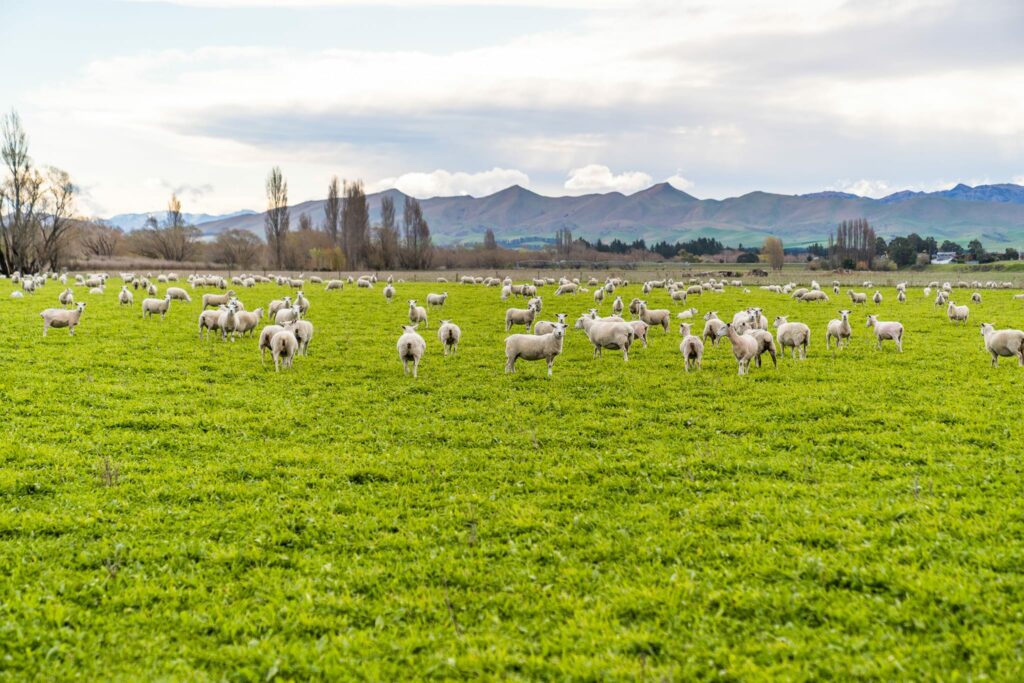 Wiltshire Sheep in Canterbury for sale - great genetics, with a future focus in mind