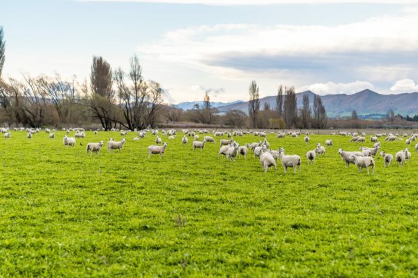 Wiltshire Sheep in Canterbury for sale - great genetics, with a future focus in mind