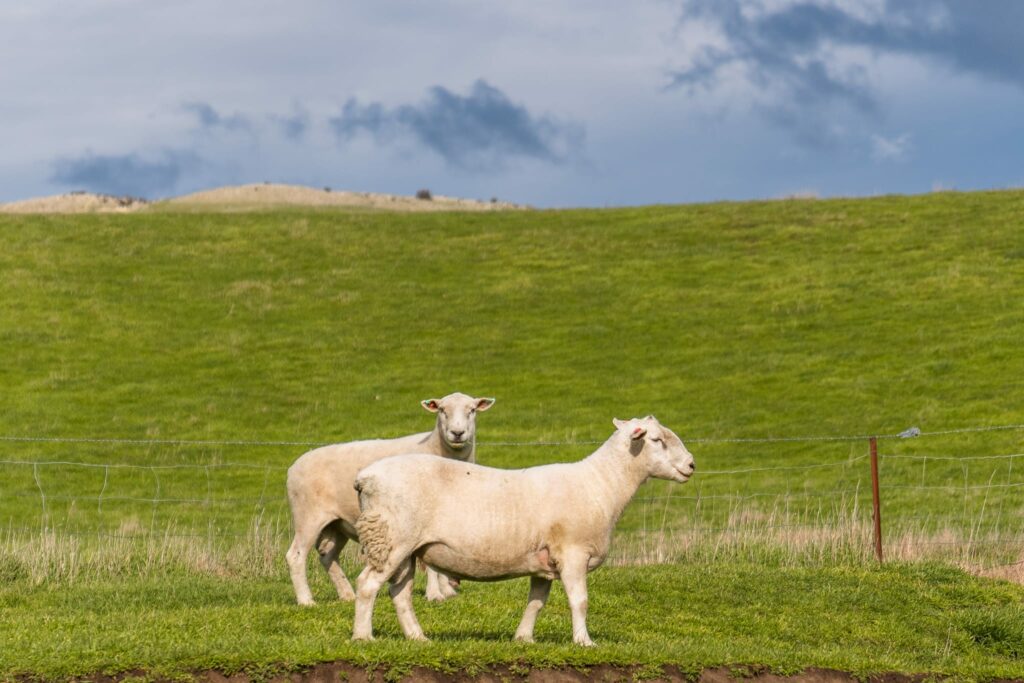 Mt Cass Wiltshire sheep for sale in Canterbury