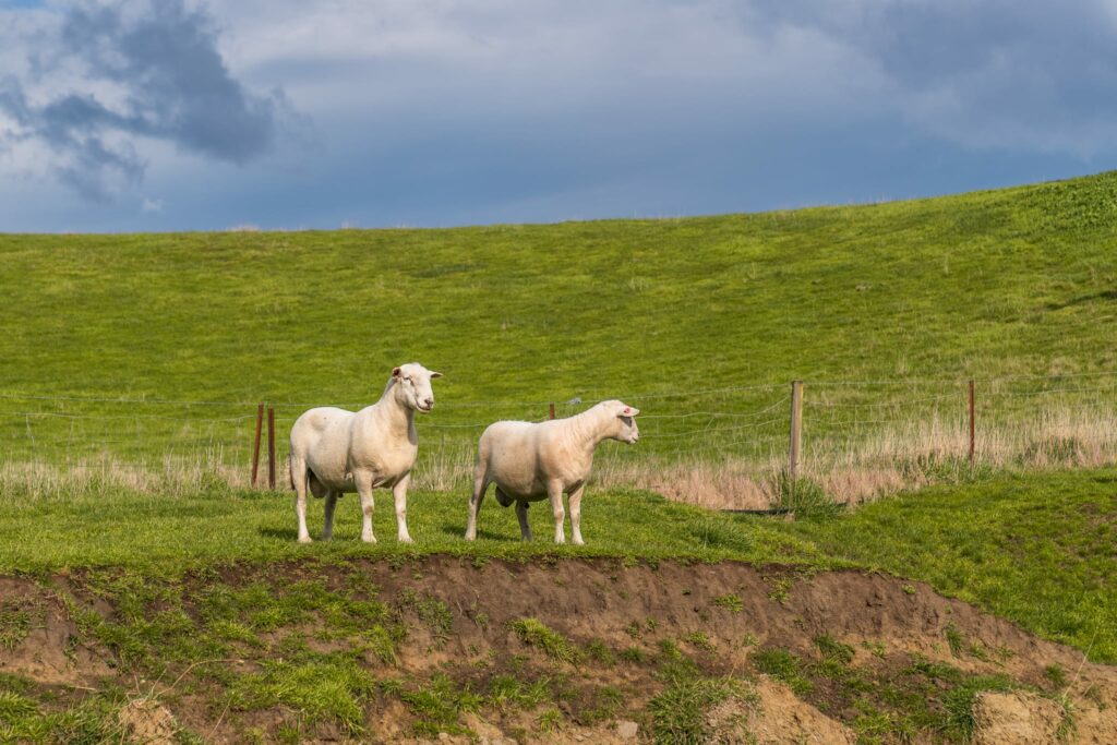 Mt Cass Wiltshire sheep for sale in Canterbury