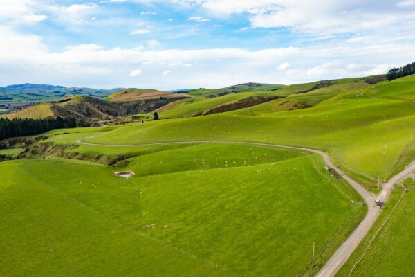 Mt Cass Wiltshire sheep for sale in Canterbury