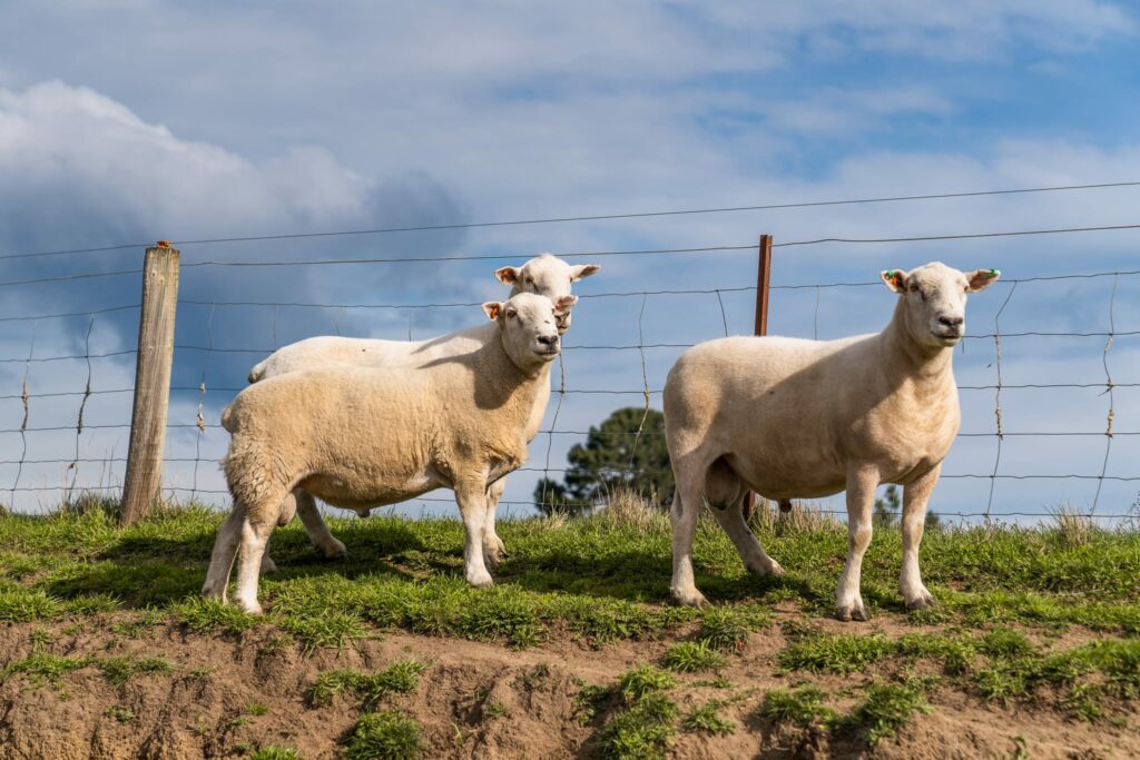 Mt Cass Wiltshire sheep for sale in Canterbury
