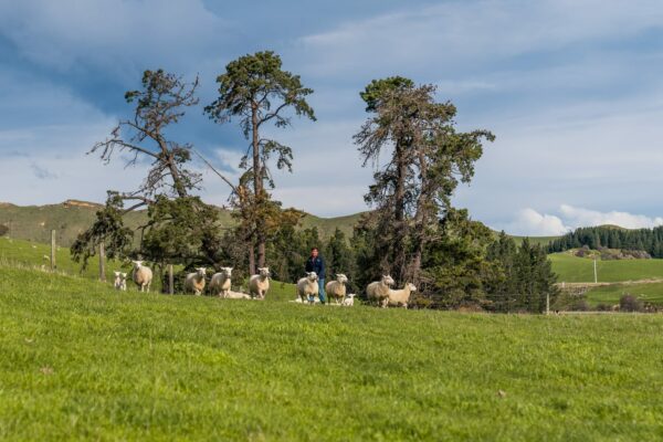 Mt Cass Wiltshire sheep for sale in Canterbury