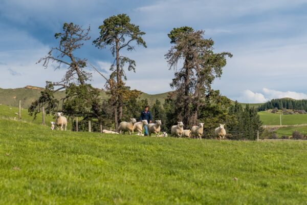 Mt Cass Wiltshire sheep for sale in Canterbury