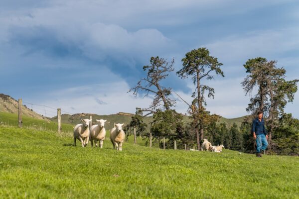 Mt Cass Wiltshire sheep for sale in Canterbury