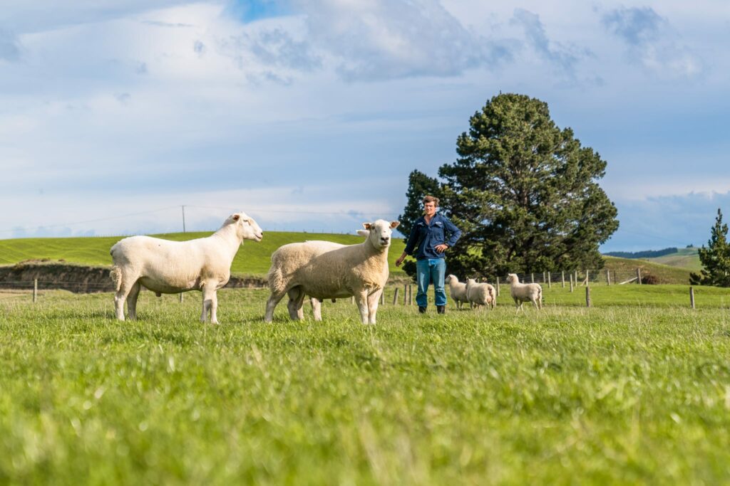 Mt Cass Station use a smart breeding strategy to ensure our Wiltshire Sheep have genetics which make for good farming