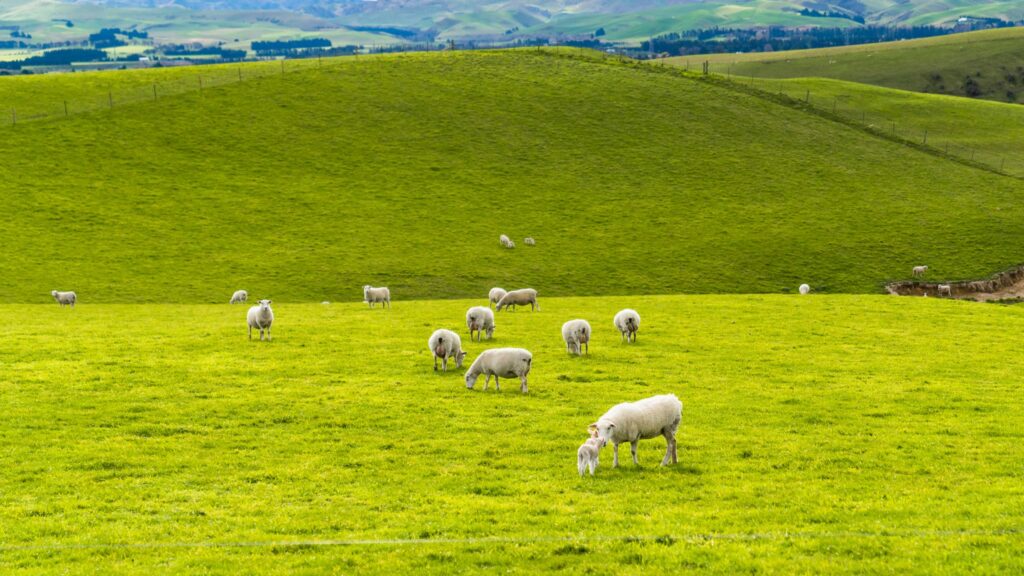 Mt Cass are breeding Wiltshire sheep with Internal Parasite Resilience