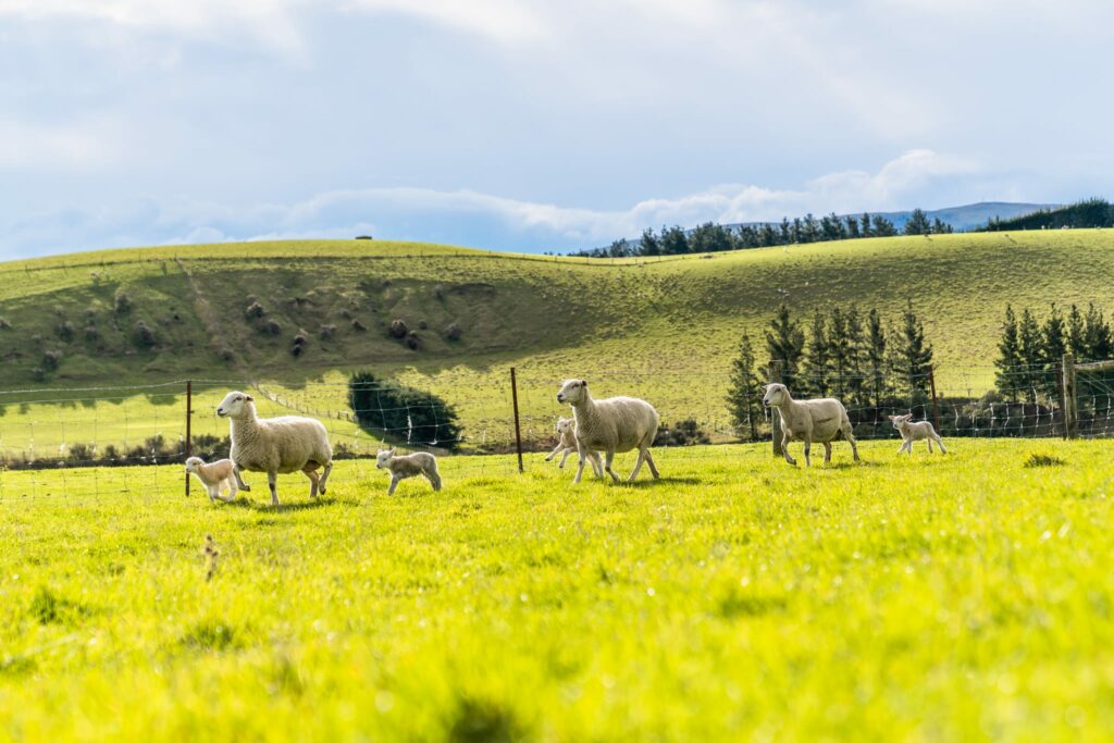 Mt Cass are breeding Wiltshire sheep with Internal Parasite Resilience