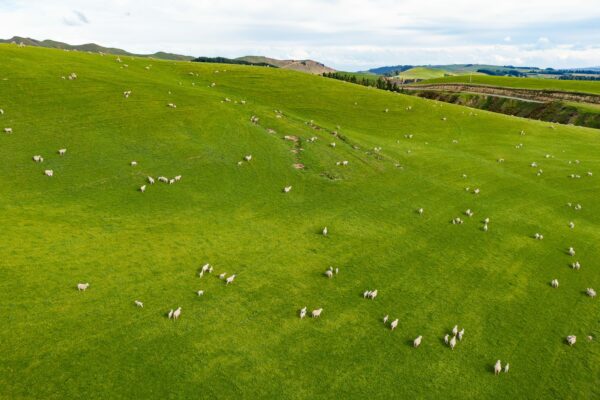 Self shedding, low maintenance Wiltshire sheep breed and sold from Mt Cass Wiltshires