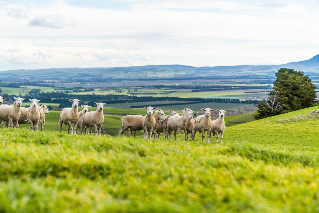Waipara, North Canterbury based Wiltshire Sheep for sale with Facial Eczema Tolerance in mind