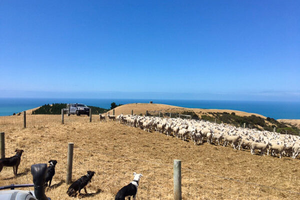 Breeding great Wiltshire sheep with a future focus and great genetics in mind