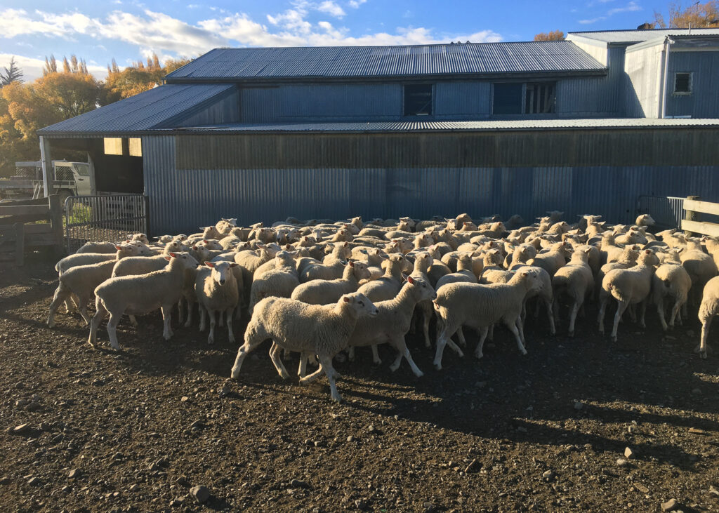 Breeding great Wiltshire sheep with a future focus and great genetics in mind