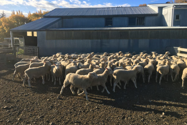 Breeding great Wiltshire sheep with a future focus and great genetics in mind