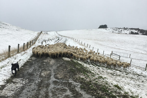 Waipara, North Canterbury based Wiltshire Sheep for sale with Facial Eczema Tolerance in mind