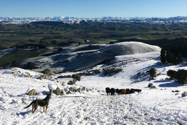 Waipara, North Canterbury based Wiltshire Sheep for sale with Facial Eczema Tolerance in mind