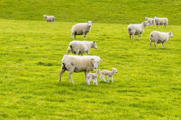 Mt Cass Wiltshire sheep for sale in North Canterbury, New Zealand