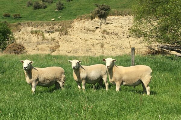 Mt Cass Wiltshire sheep for sale in North Canterbury, New Zealand