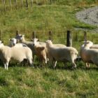 Mt Cass Wiltshire sheep for sale in North Canterbury, New Zealand