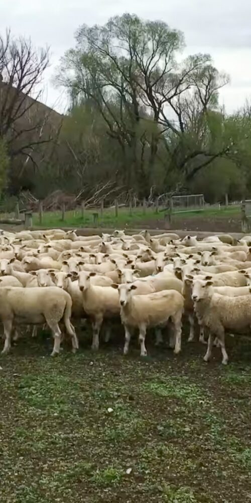 Mt Cass Wiltshire sheep for sale in North Canterbury, New Zealand