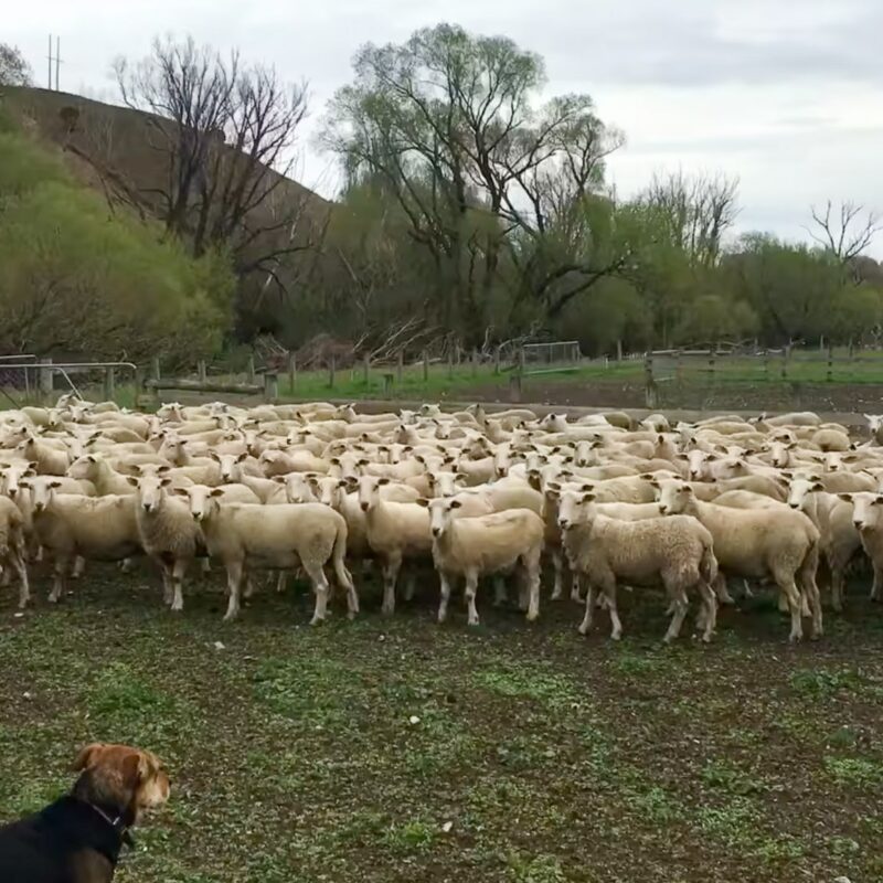 Mt Cass Wiltshire sheep for sale in North Canterbury, New Zealand