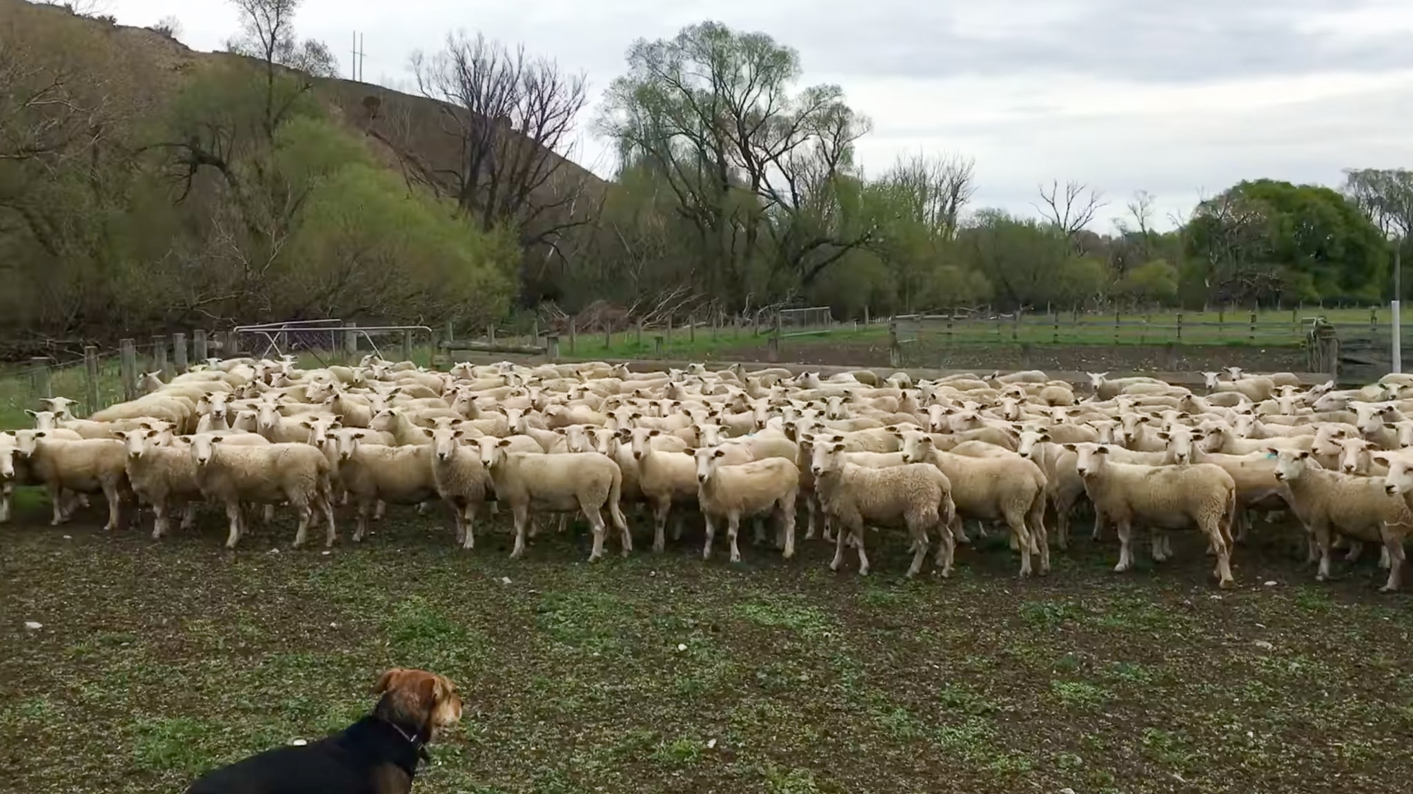 Lamb Hoggets 12 Month Weights