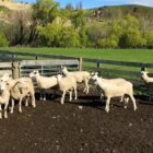 Mt Cass Wiltshire sheep for sale in North Canterbury, New Zealand