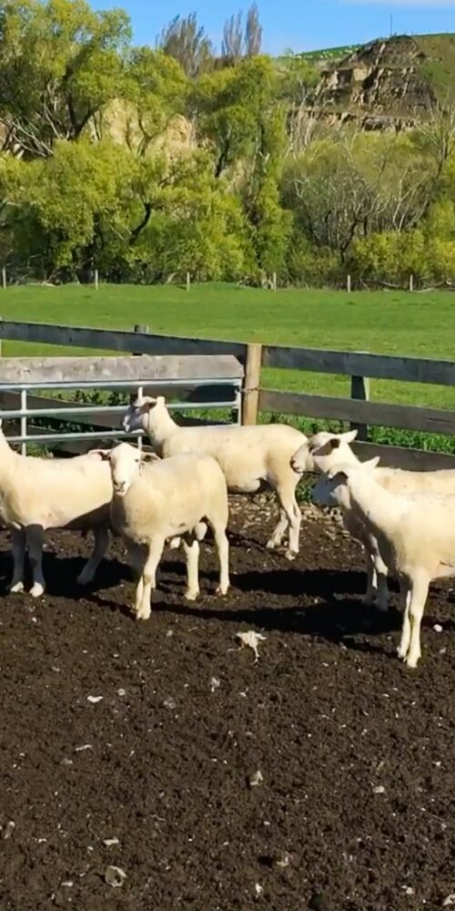 Mt Cass Wiltshire sheep for sale in North Canterbury, New Zealand