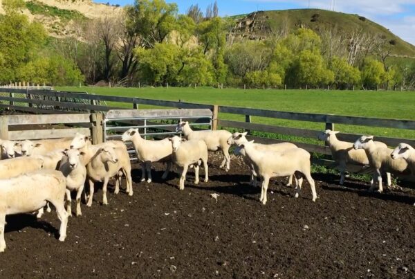 Mt Cass Wiltshire sheep for sale in North Canterbury, New Zealand