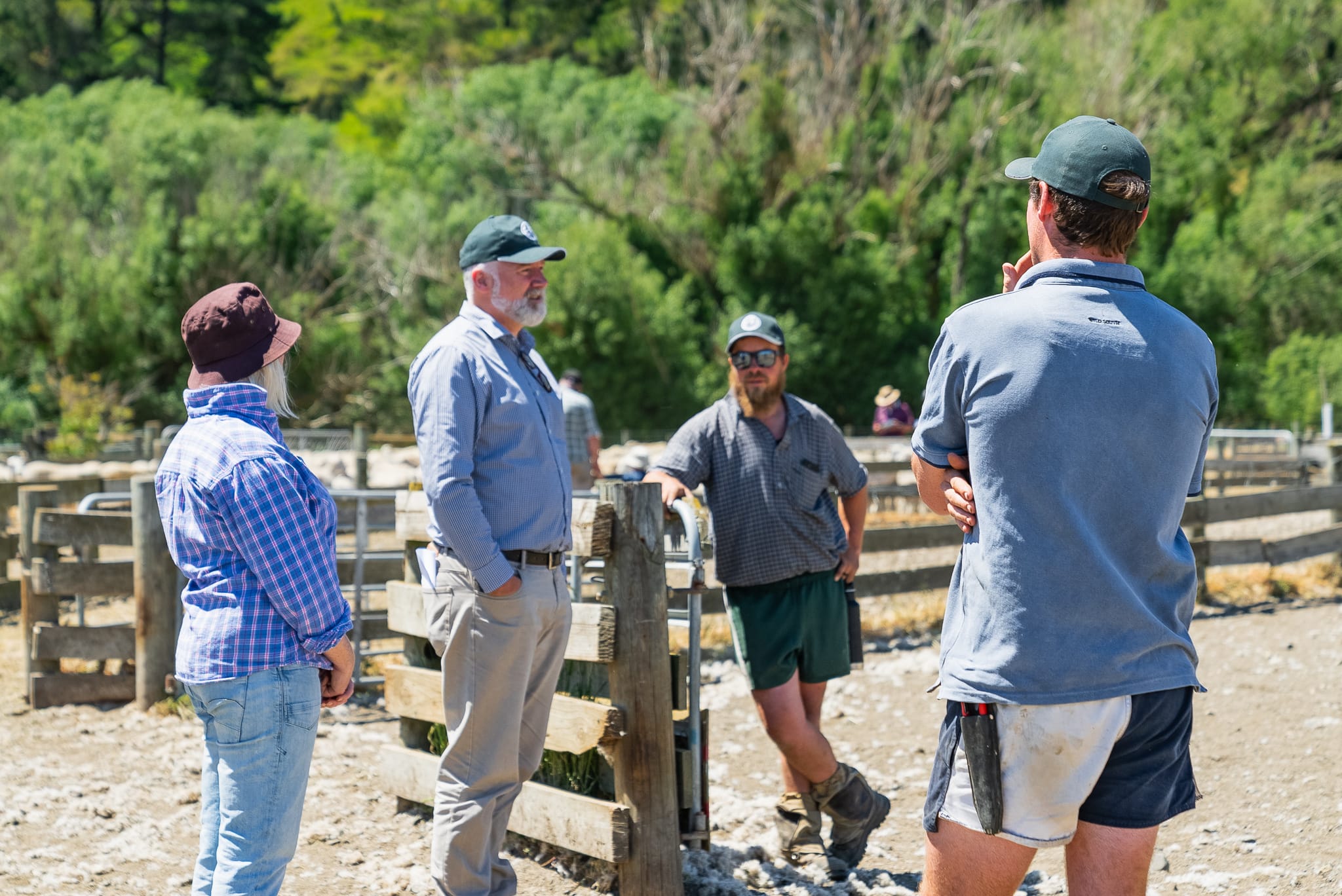 Mt Cass Wiltshire sheep for sale in North Canterbury, New Zealand