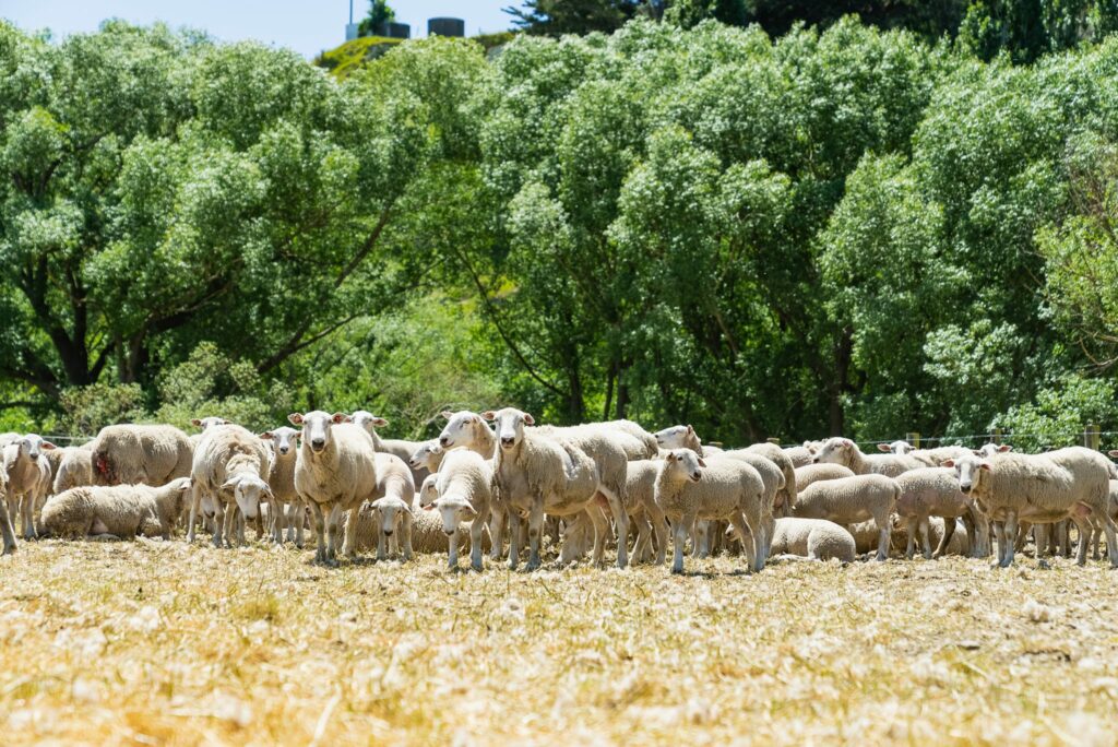 Mt Cass Wiltshire sheep for sale in North Canterbury, New Zealand