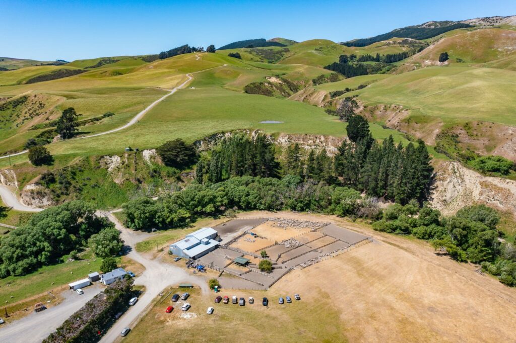 Mt Cass Wiltshire sheep for sale in North Canterbury, New Zealand