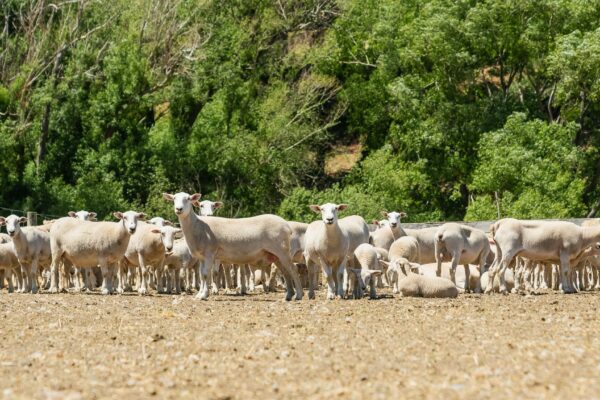 Mt Cass Wiltshire sheep for sale in North Canterbury, New Zealand