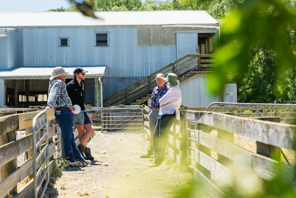 Mt Cass Wiltshire sheep for sale in North Canterbury, New Zealand