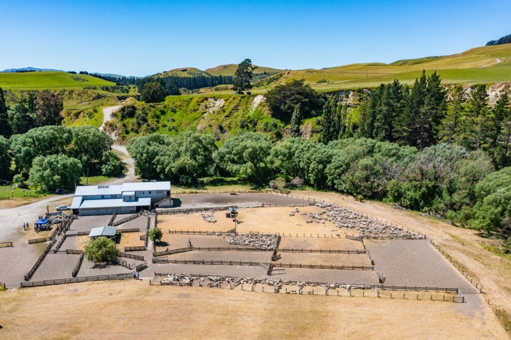 Mt Cass Wiltshire sheep for sale in North Canterbury, New Zealand