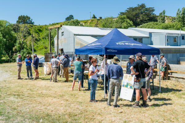 Mt Cass Wiltshire sheep for sale in North Canterbury, New Zealand