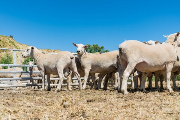 Self shedding, low maintenance Wiltshire sheep breed and sold from Mt Cass Wiltshires