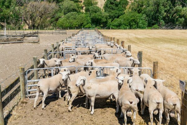 Self shedding, low maintenance Wiltshire sheep breed and sold from Mt Cass Wiltshires