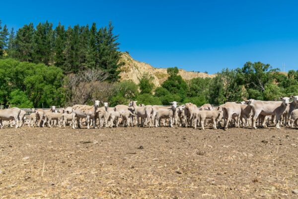 Mt Cass Station breed and sell Wiltshire sheep with excellent genetics for great farming in Canterbury