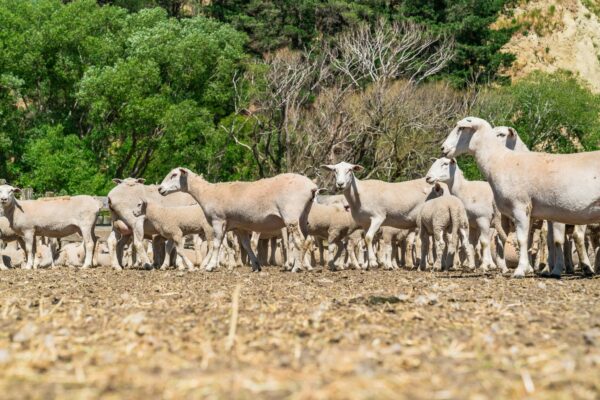 Mt Cass Station breed and sell Wiltshire sheep with excellent genetics for great farming in Canterbury