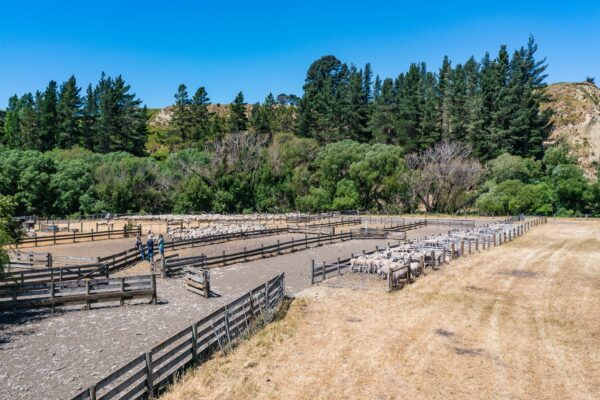 Mt Cass Station breed and sell Wiltshire sheep with excellent genetics for great farming in Canterbury