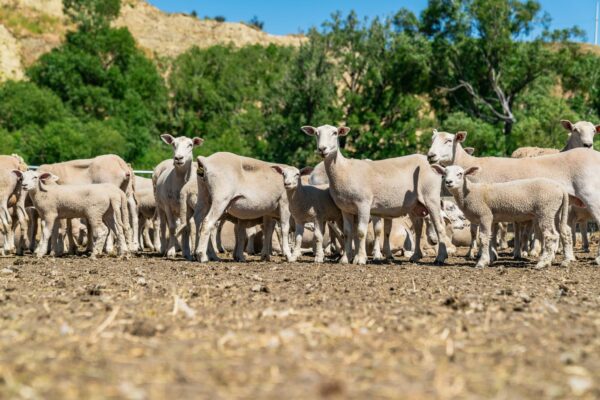 Mt Cass Station breed and sell Wiltshire sheep with excellent genetics for great farming in Canterbury