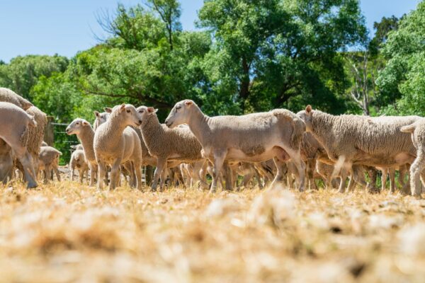 Mt Cass Wiltshire open day - Wiltshire sheep for sale in Canterbury