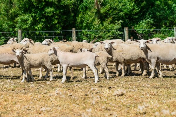 Mt Cass Wiltshire open day - Wiltshire sheep for sale in Canterbury