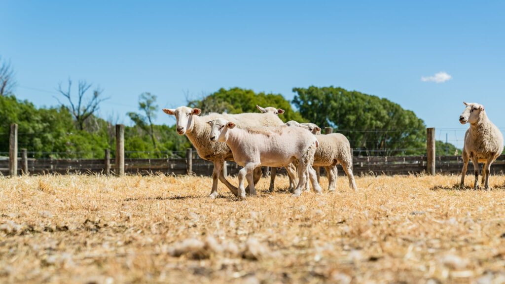 Mt Cass Wiltshire open day - Wiltshire sheep for sale in Canterbury